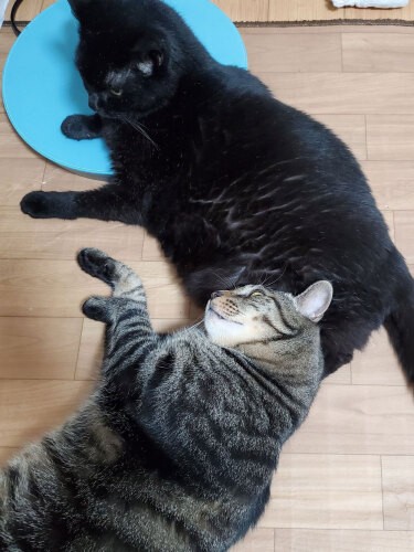 「扇風機の台でなく、僕にくっついて、いちゃいちゃしようよ~」