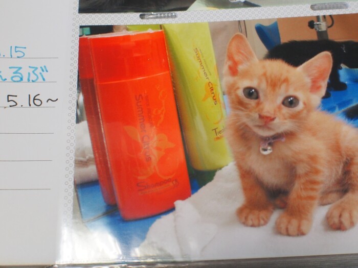 保護したてのトゥエルブ。№15だが、子猫としては12番目の子なので、この名前に