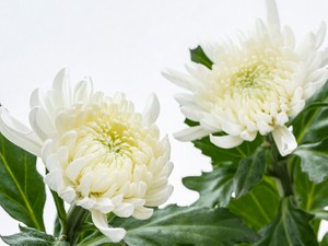 親子の死亡時期の先後が不明な場合の相続は? 同時死亡の推定を解説