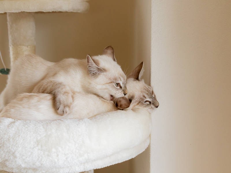 トムをハムハムするヤム