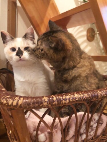 けがをして栃木から来たチコちゃん(右)が、末の妹になりました。「仲良くしましょう」(maiさん提供)