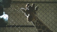 動物たちの“普段と違う夜の姿”に癒やされて 池田動物園でナイトズー 岡山市