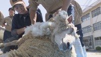 羊もすっきり涼しい姿に 高校生が「毛刈り」を体験 岡山市