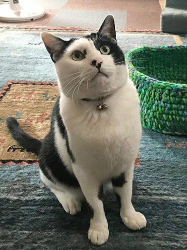 ノー天気な可愛いどん(えり子さん提供)