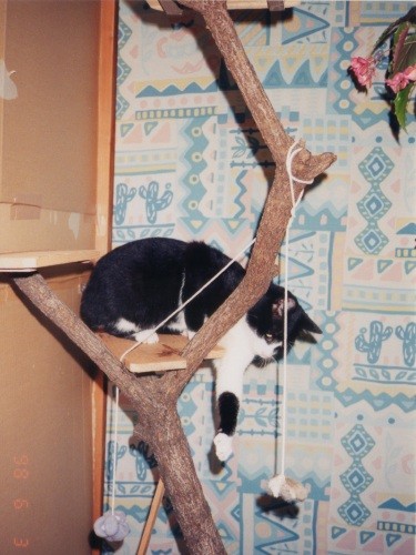 1歳。佐藤さんの夫の手作りキャットタワーで遊んでいます「たのしいニャ」(佐藤さん提供)