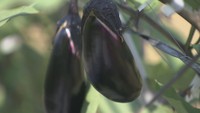 旬はいつ?夏におすすめのレシピは? ナスにまつわる疑問【みんなのハテナ】