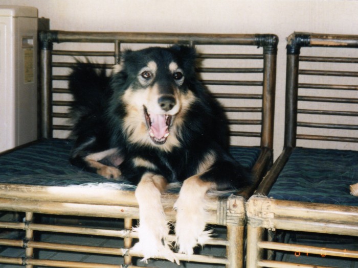 ハンサムで優しいカポネ