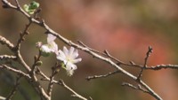 花の山寺で秋に咲く桜と紅葉を同時に楽しめるイベント 日替わりの飲食店も 岡山・真庭市