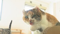 猫は「なぜ顔を洗う?」「猫舌なの?」「犬どちらが賢い?」 大学教授に聞いてみた【みんなのハテナ】