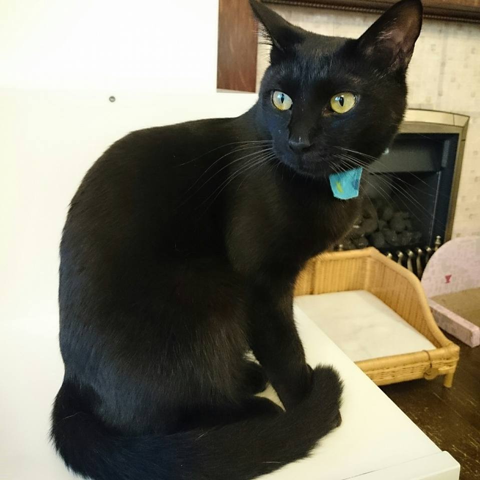 一度トライアルに出たものの保護猫カフェに出戻ったネロくん。長くカフェにいましたがその後、良縁が訪れました!(猫の館ME提供)