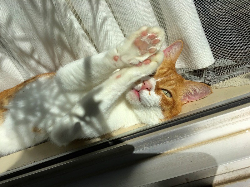 ひなたぼっこに最適な場所を見つけるのが得意(Yさん提供)