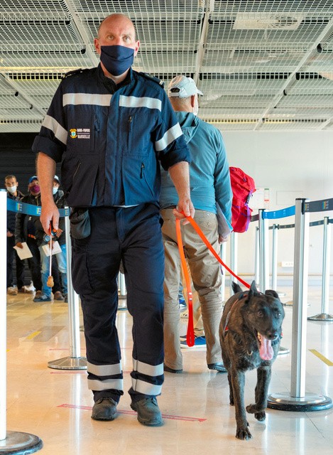 南仏マルセイユ空港で5月、到着客が新型コロナに感染していないか調べる探知犬=マルセイユ消防隊提供