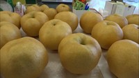 大きなもので2キロ超 ジャンボ梨「愛宕梨」の収穫が最盛期 岡山・真庭市