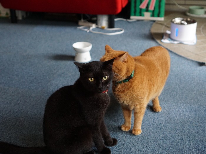 「ねえクロ、君のごはんウマそうだね」「気のせいだよ」