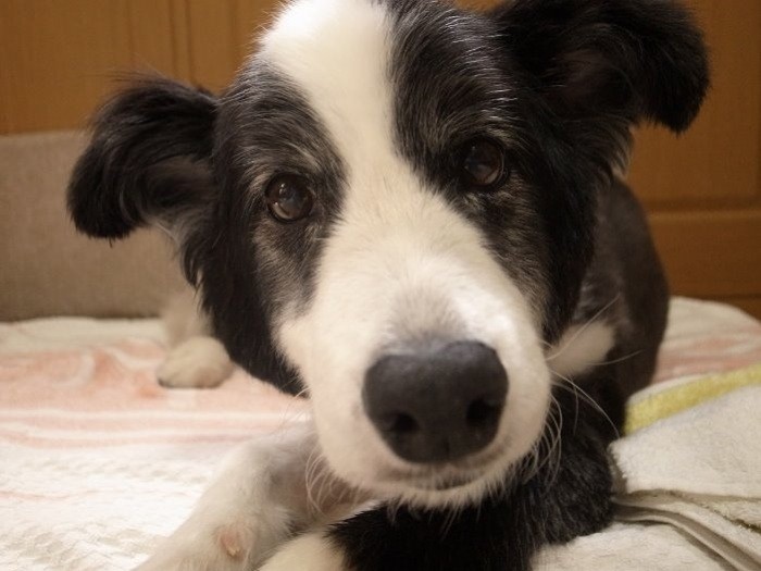 アップでも可愛い