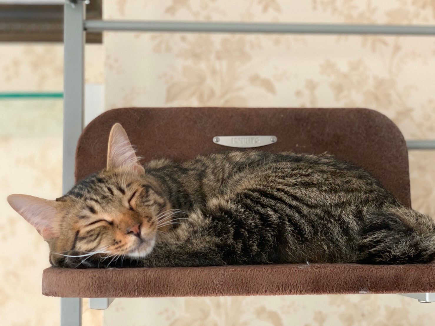 永遠の店長見習いごえもん君(猫の館ME提供)