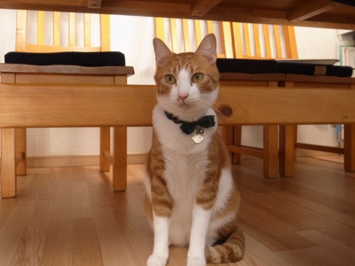 おとなになった幸村(元タケノコ)