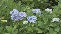 ハート形のアジサイも 「あじさいロード」が看板設置で映えスポットに 香川・東かがわ市