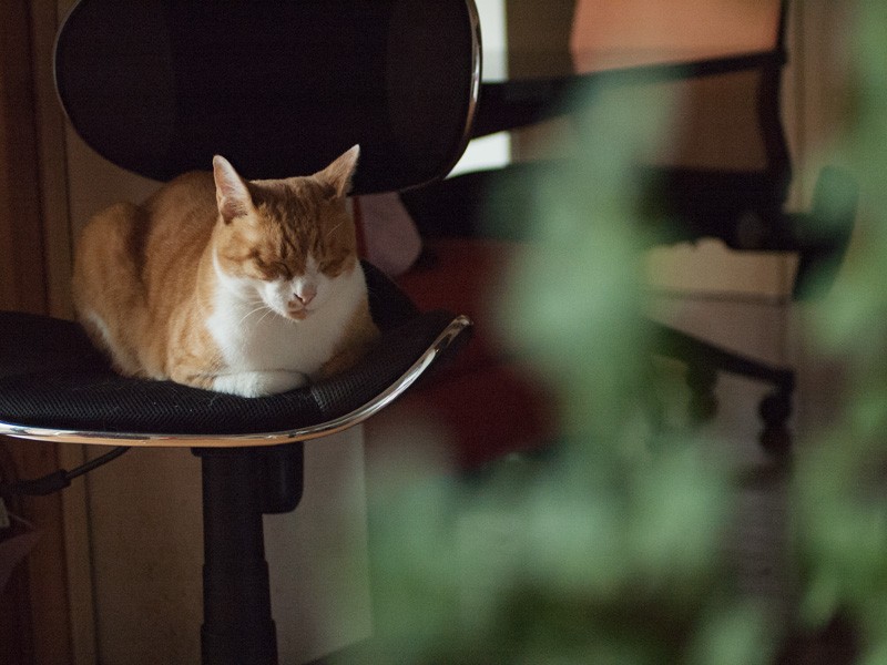 「食べ損ねたアジフライ、せめてシッポだけでももらっておけばよかった」(小林写函撮影)