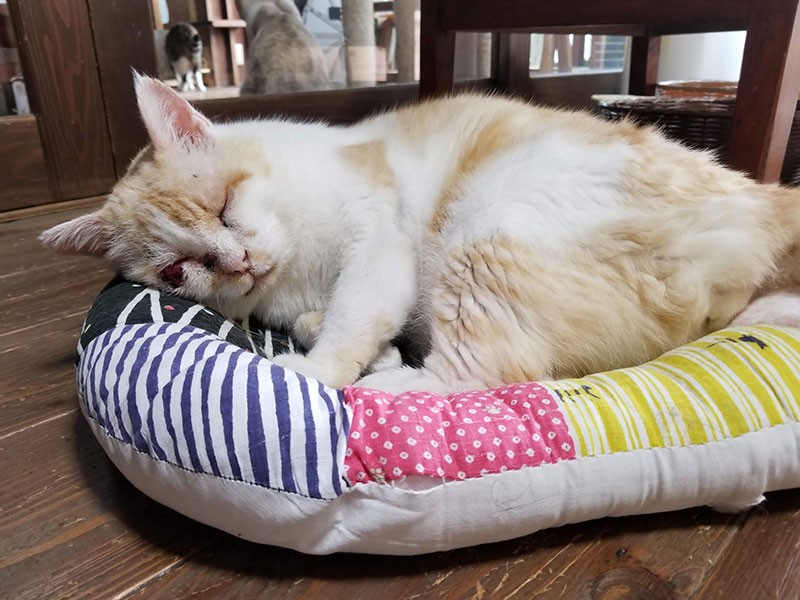 「Cafe Gatto」で家族を待つ猫さん(「Cafe Gatto」提供)