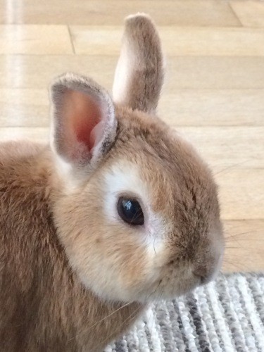 亜実さんの両親宅にいたラヴィは、他の人が飼えなくなった“保護うさぎ”で、よくない環境にいたのか、なかなか心を許さなかったそう。大事に世話し、5年ほど一緒に暮らしたあと旅立ちました(亜実さん提供)