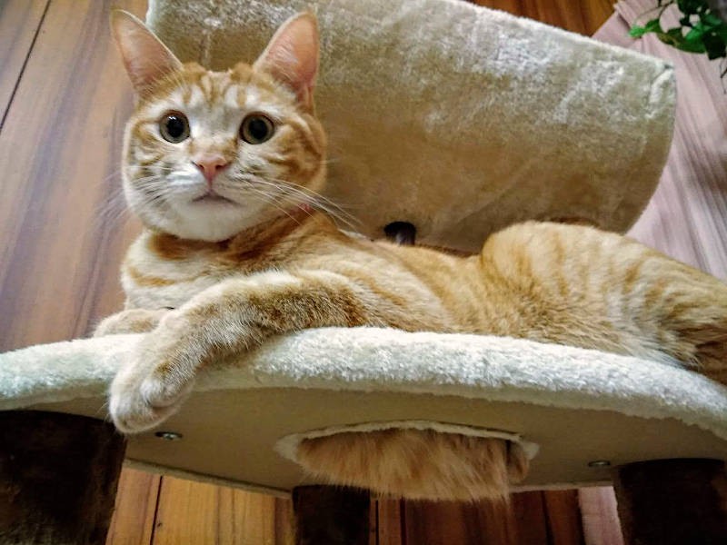 キャットタワーは独占状態です