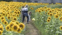 エコなヒマワリが一足早く満開に “優しい農業”を若手農家がSNSで発信 高松市