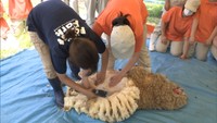 モフモフの毛をまとっていた羊も涼しげに 農業科の高校生が毛刈りに挑戦 岡山市