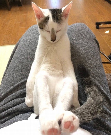 お父さんの膝の上で安心して眠るてんくん