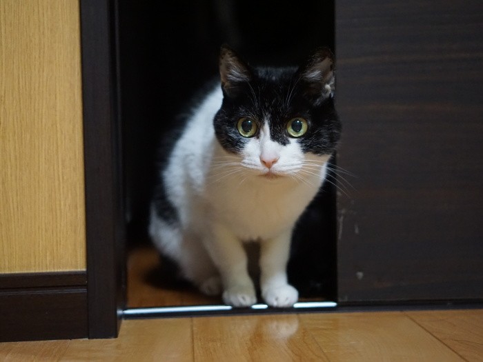 「何してるの?」まんまるな目でこちらを見る19歳の小梅