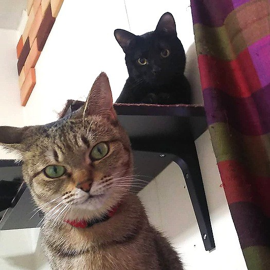 後から来た黒猫こつむちゃんとは、ほどよい距離感を保つ