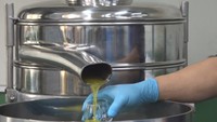 香川・小豆島でオリーブオイルの製造が本格化