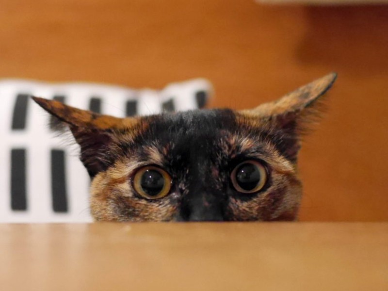 目が離れ気味のファニーフェイス(塚本さん提供)