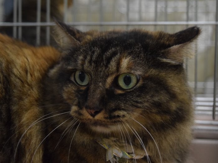 飼い主が決まるのを待つ保護猫