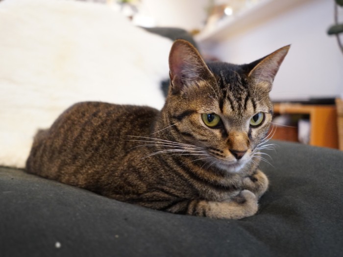 2020年冬。一人がけソファの上でまったり香箱座り(Shingo Suzukiさん提供)