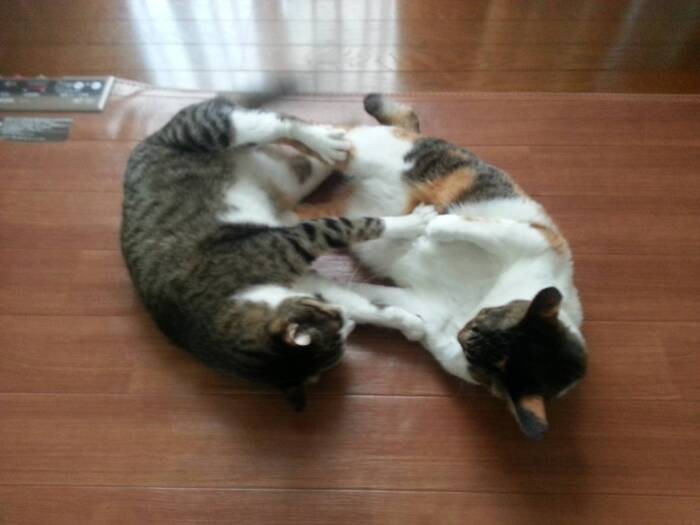 ちっ玉ちゃんと寄り添って眠る