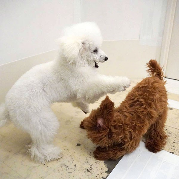 UGの群れの犬に誘われ、戸惑いつつ遊びに参加。この出会いが彼をどう変えたのかは、後半で(UG提供)