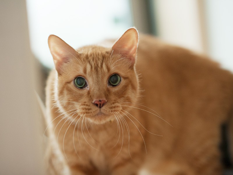 「僕は病気らしいけど、お母さんのおかげで元気さ」(小林写函撮影)