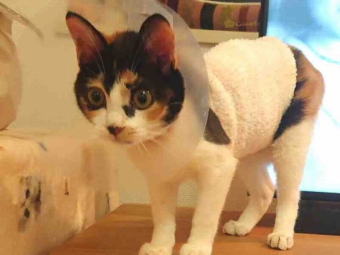 胃ろうをしていても元気なこもも