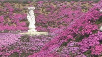 カフェの庭園で25万株超のシバザクラが見頃 毎年恒例「巨大アート」も鮮やかに 高松市