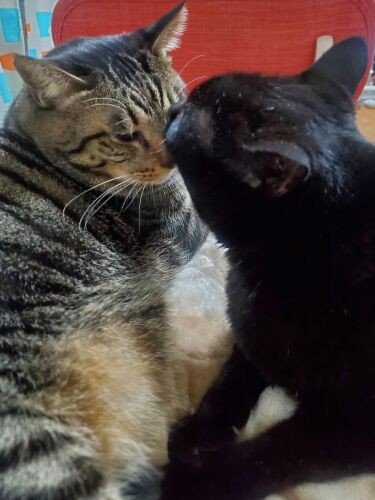 「少しやせないと、アタシみたいに長生きできないよ」。イヌオちゃんから激励?を受けるはっぴー