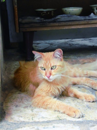 スプラウト(那覇市壺屋1-17-3)前にいた王族猫