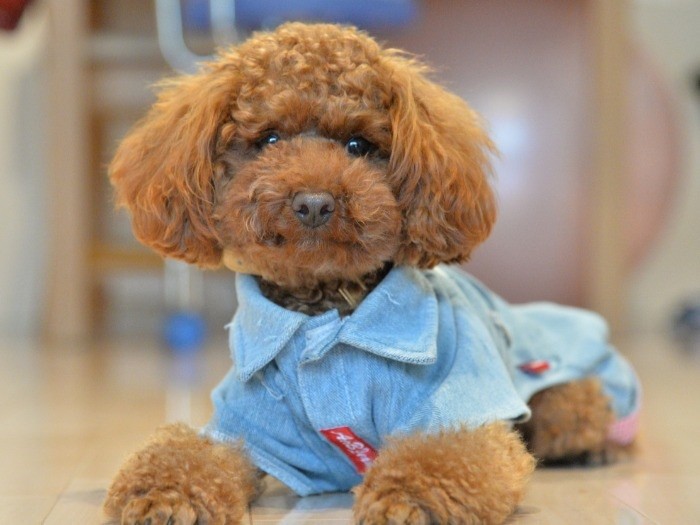 ふわふわのモップくん