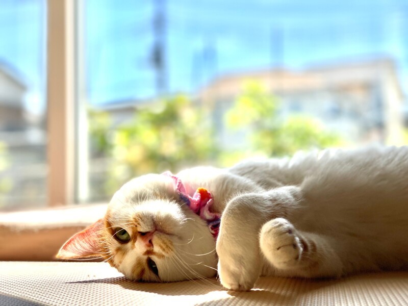 窓辺でごろん (Aさん提供)