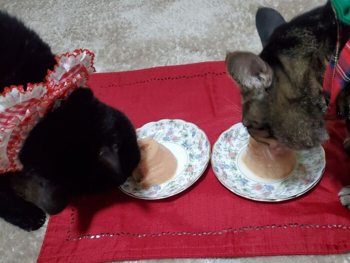 「いただきまーす」この日は療法食のことは忘れて