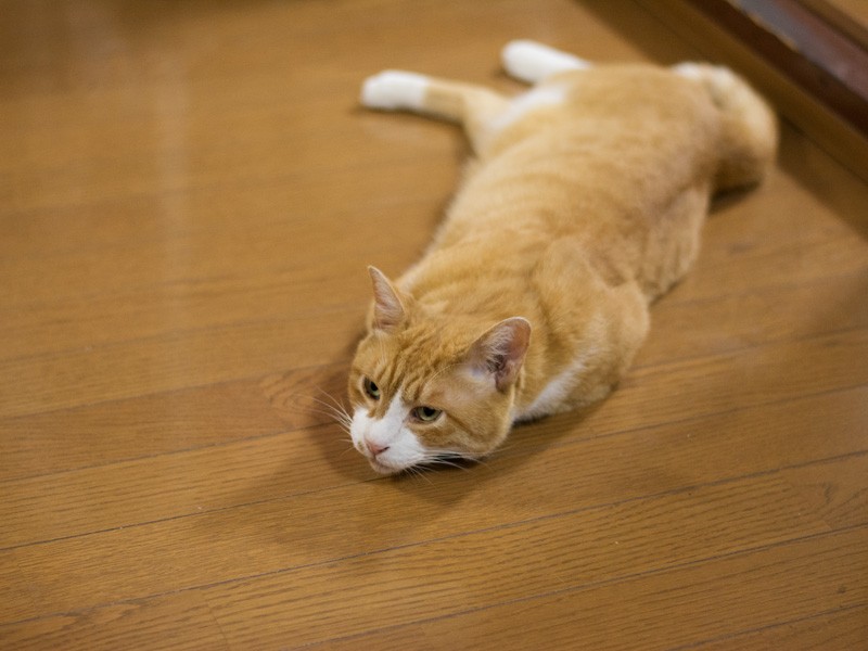 「うーん、体が重い」(小林写函撮影)