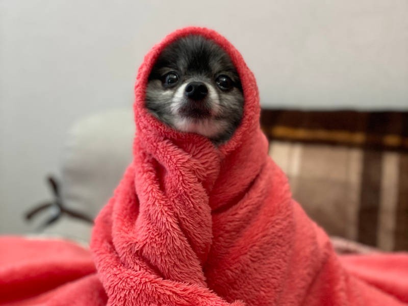 RicoさんのInstagramには、ほっかむりをしたシオンくんの写真がいっぱい。これがたまらなくかわいいんです