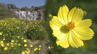 秋の花“コスモス”がまんのう町の国営公園で見頃も…イノシシ被害で例年より5万本減 香川