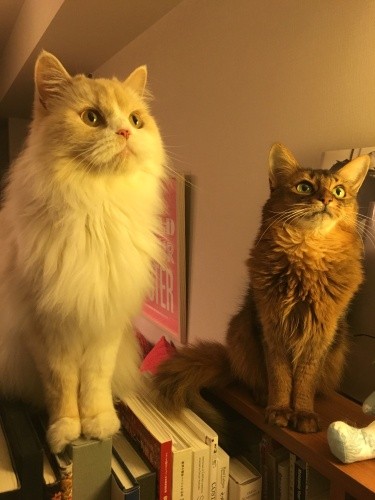 アンチョビちゃん、るっこらくん6歳。常にアンチョビお姉ちゃんと一緒にいたい、弟分のるっこらくん(由加さん提供)