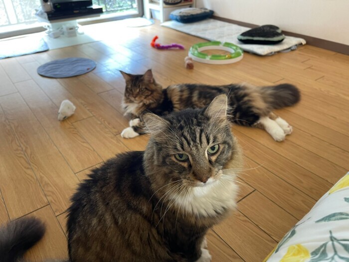 はじまったばかりのタルトとボンボンの暮らし。素敵なことがたくさんありますように……(かおりさん提供)